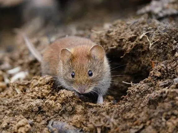 vole up close in loose dirt