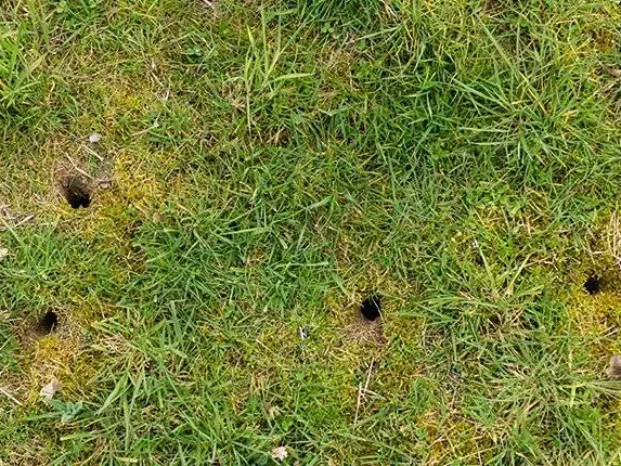 vole damage to a lawn