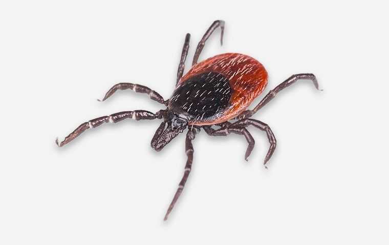 tick on a white background  in albany new york