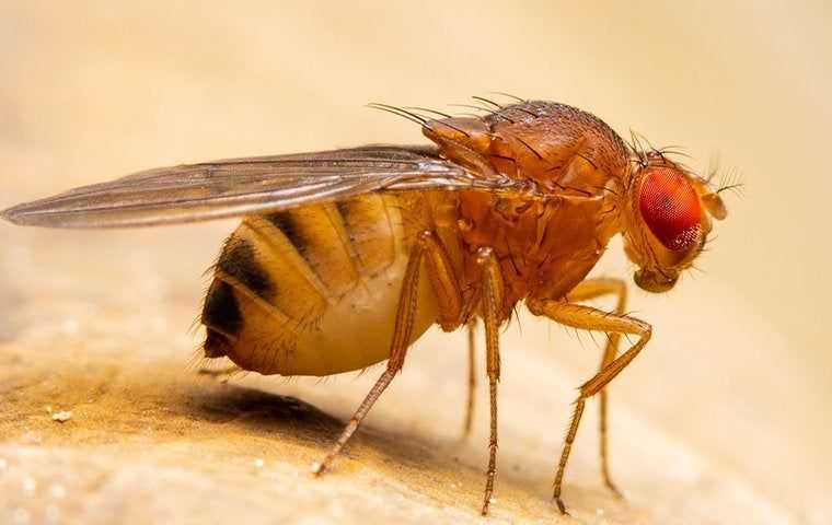 fruit fly in kitchen