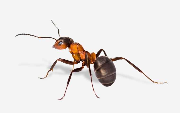 ant on a white background  in albany new york