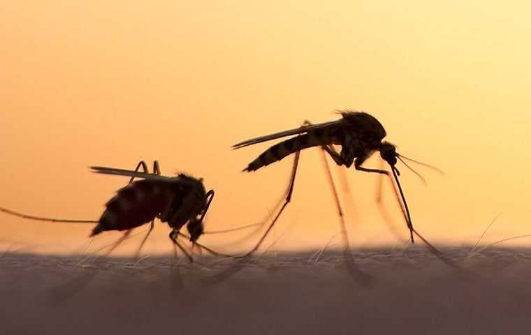 two mosquitoes biting a persons leg