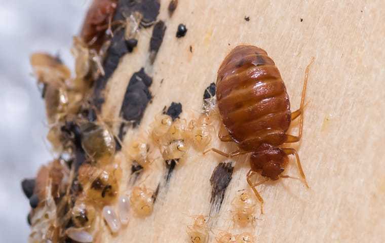 bed bug on a wooden floor