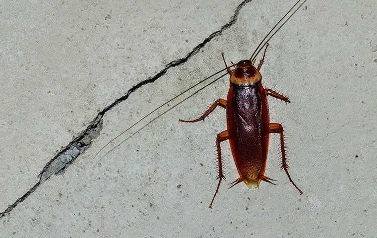 a wood cockroach crawling near a home