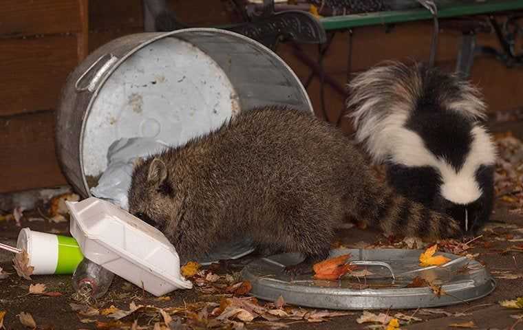 a raccoon getting to trash