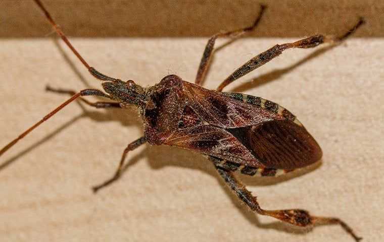 close up view of a western conifer seed bug on a table