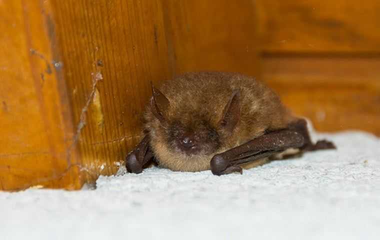 a bat in a house
