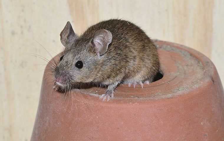 house mouse on a plant pot
