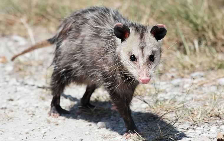 oppossum on rocky ground