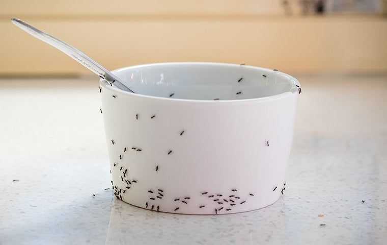 an ant infestation on a bowl on a table