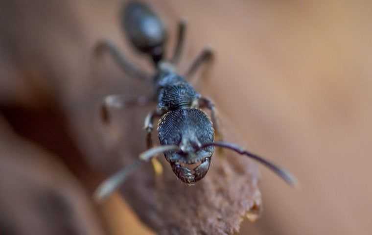 carpenter ant on a moist log