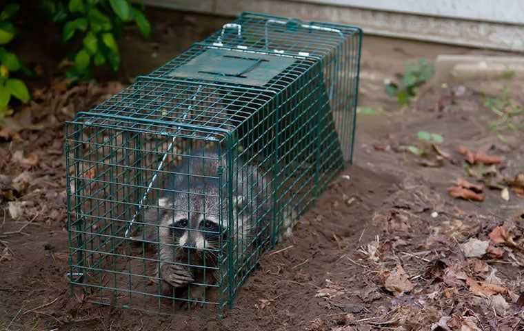 raccoon in a cage