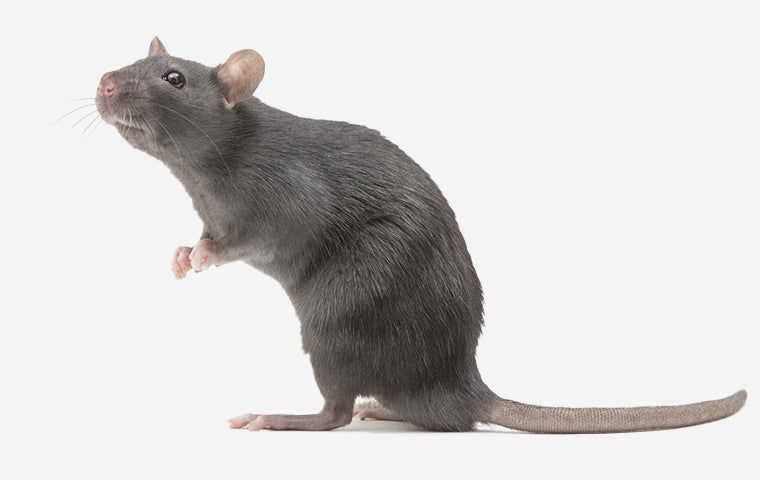 mouse on a white background  in albany new york
