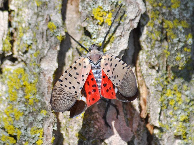 spotted lanternfly on a tree outside a bergen county home