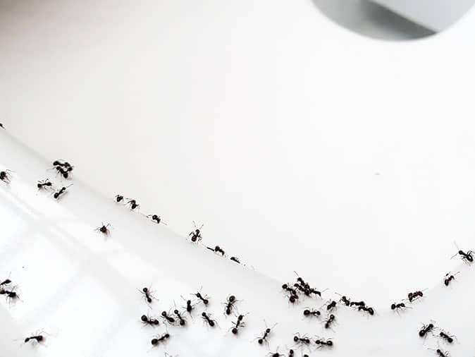 NJ Pest Control Pros Say It S Common To Find Ants In The Bathroom   Ants In Bathroom Winter Bergen County Nj 