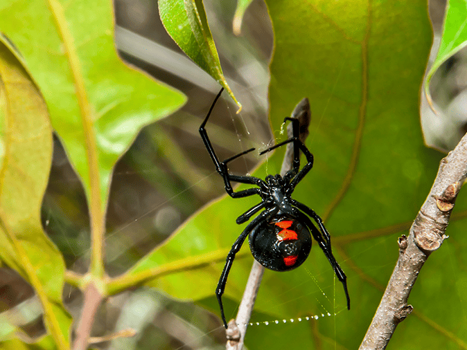 Western Black Widow