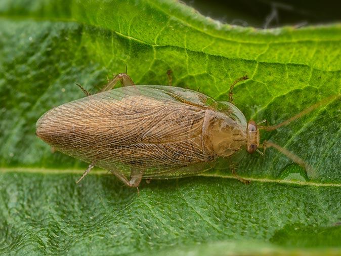 a pennsylvania wood cockroach in nj