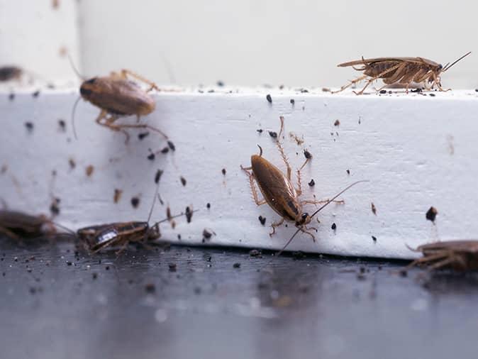 roaches crawling across kitchen floor