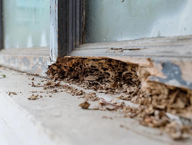 damage that carpenter ant can cause