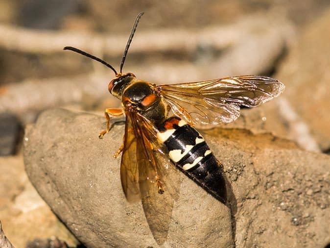 cicada killer wasp on a deck in new jersey