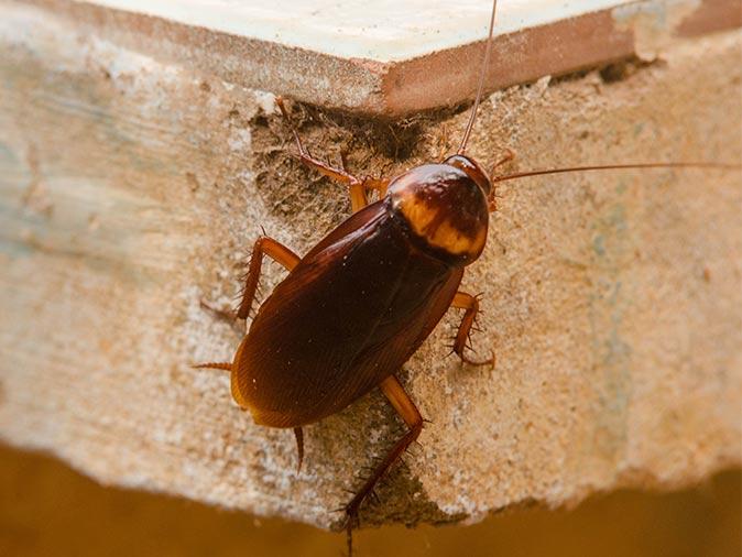 american cockroach in a new jersey garage