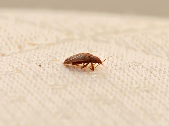 bed bug on a new jersey mattress