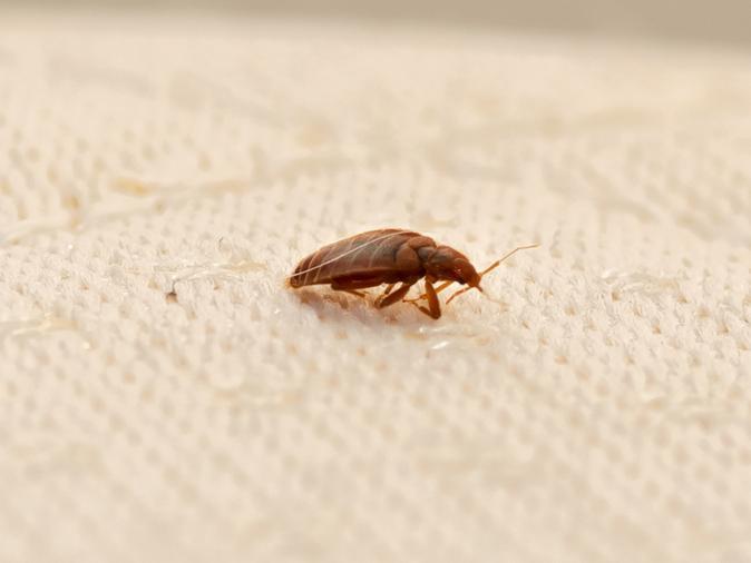 bed bug on a bergen county new jersey homes bed