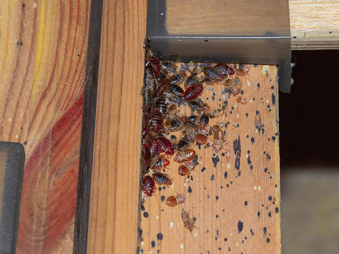 bed bug infestation behind a wall in a new jersey bedroom