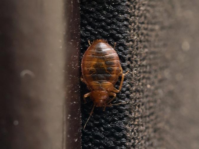 bed bug crawling down the headboard of a bed inside a new jersey master bedroom