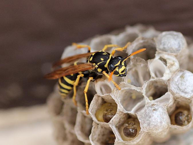 active yellow jacket nest above a new jersey front door