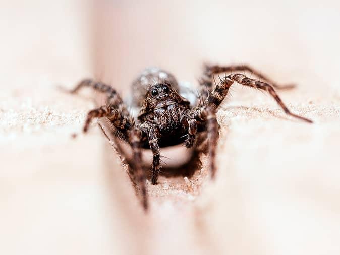 wolf spider with babies in pool