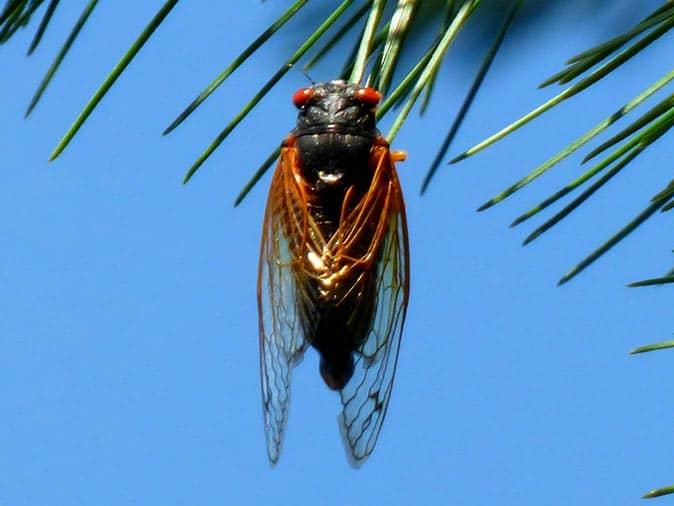 cicada outside of a new jersey home