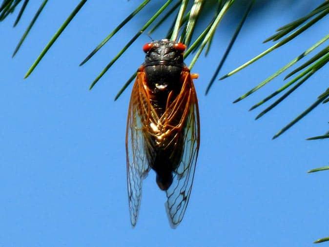 cicada hanging in a tree