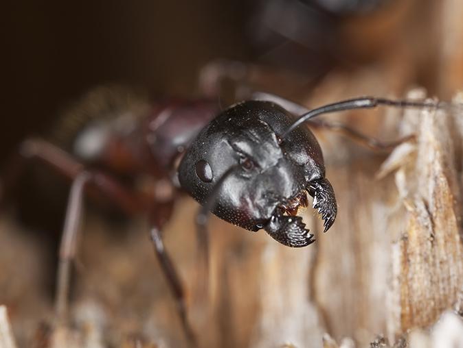 nj pest control tech inspecting for carpenter ants