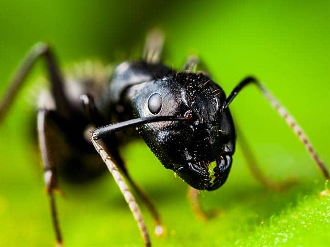 carpenter ant on a leaf inside new jersey home on houseplant