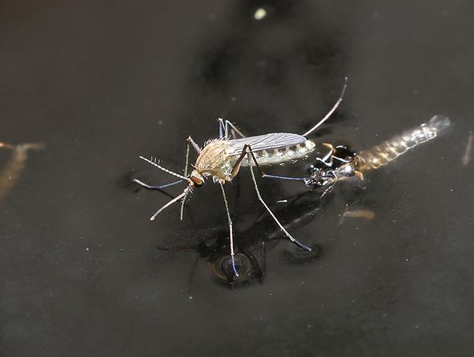 mosquito on a leaf in a new jersey garden