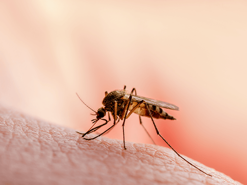 mosquito carrying west nile virus