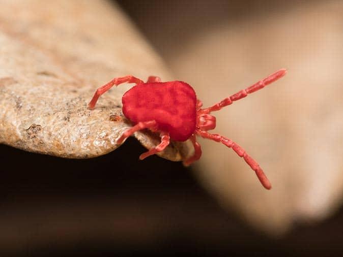 clover mite on a rock outside a new jersey home