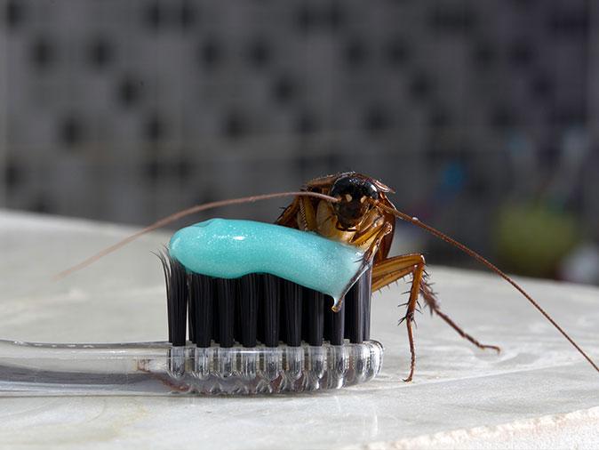 cockroach inside paramus nj bathroom