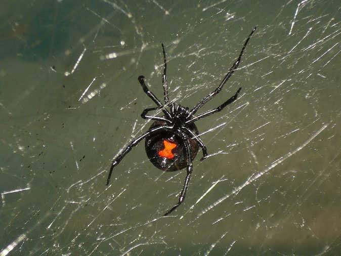 black widow hanging in its web inside a new jersey garage