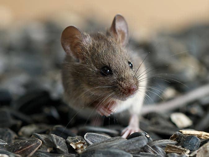 house mouse on a bed of sunflower seeds