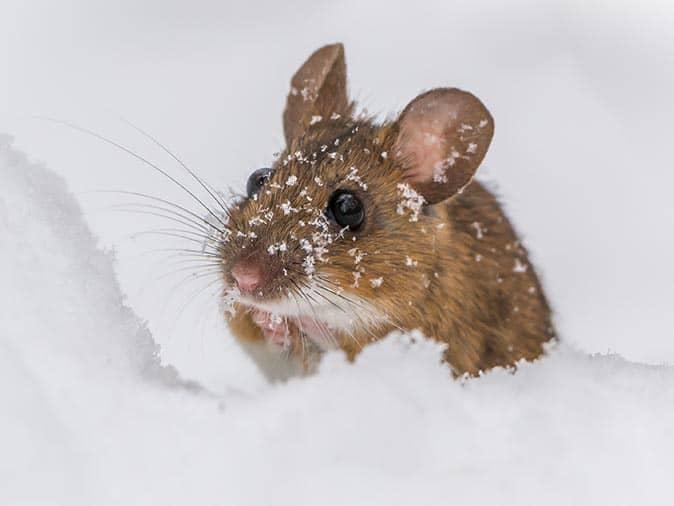 mouse in the snow
