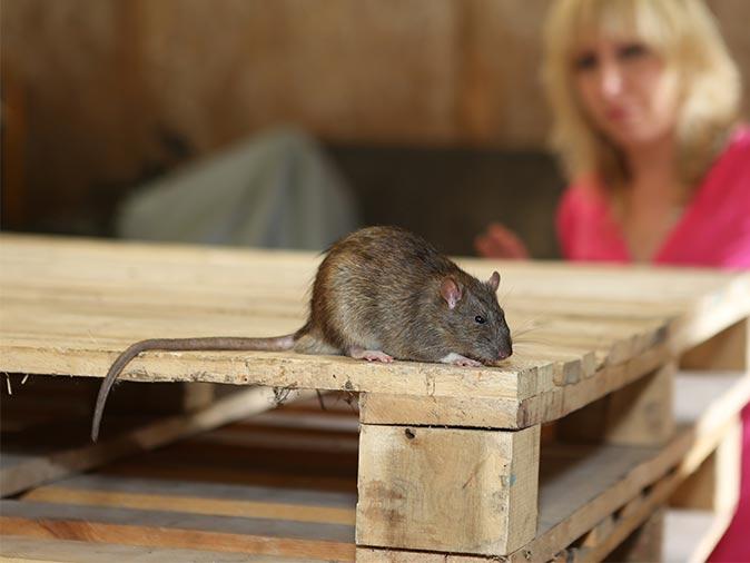 rodent in storage area