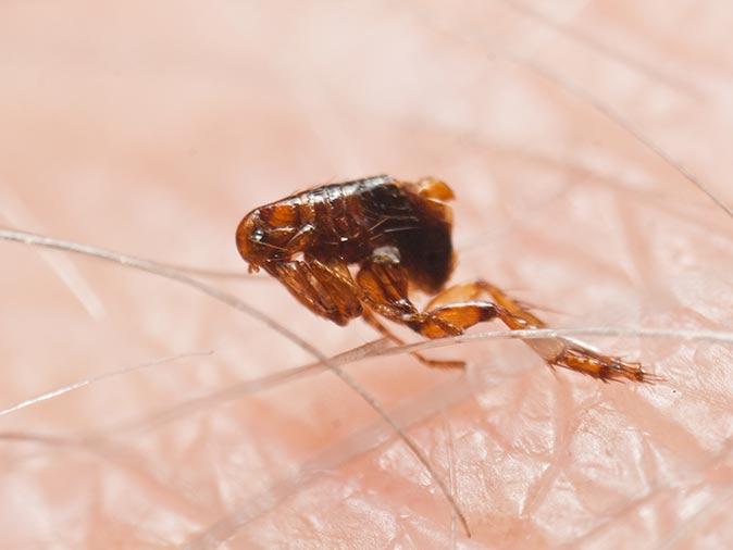 up close image of what a flea looks like