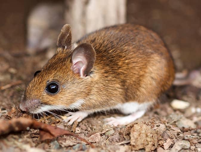 mouse damage inside a new jersey home