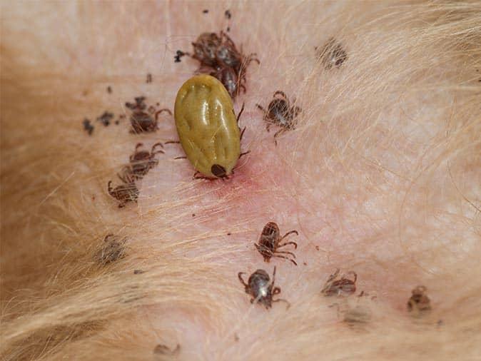 brown dog tick on a dog inside a new jersey home