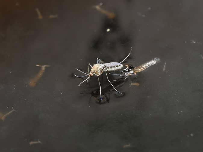 mosquito on standing water outside of montclair home