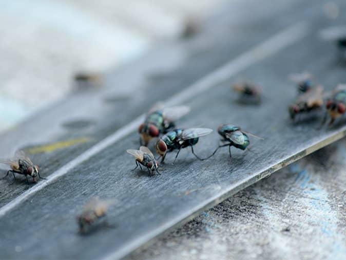 house flies on a dirty knife inside a new jersey sink