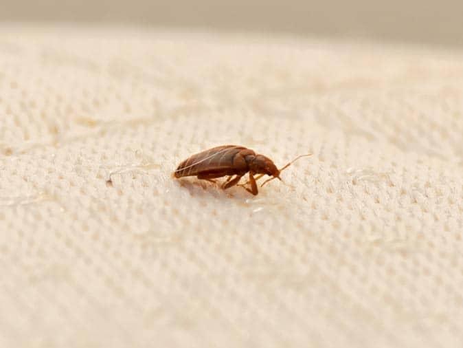 bed bug crawling on new jersey homeowners bed