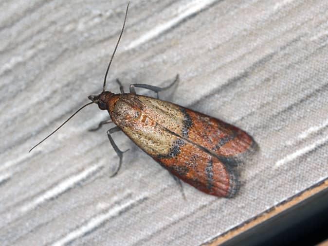 indian meal moth inside a new jersey kitchen pantry